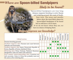 spoon-billed-sandpiper-fact