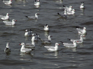 brown-headed-gulls