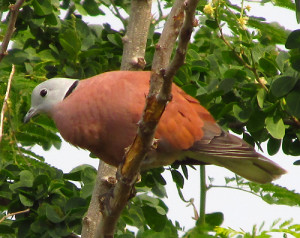 red-collared-dove