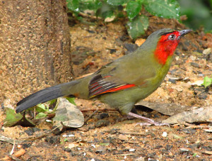 scarlet-faced-liocichla6