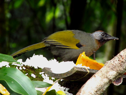 silver-eared-laughing