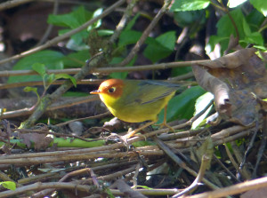 chestnut-headed-tesia