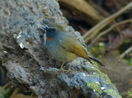 rufous-gorgetted-flycatcher