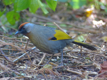 silvereared-laughingthrush5