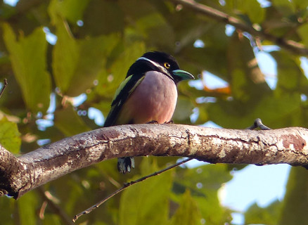 black-and-yellow-broadbill