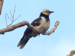 black-collared-starling2