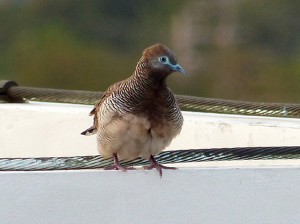 peaceful-dove3