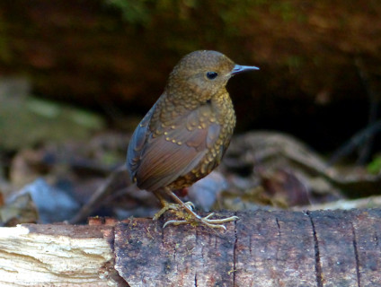 pygmy-wren-babbler1