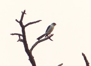 White-rumped Falcon