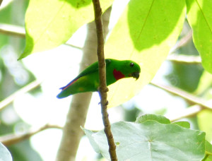 blue-crowned-hanging-parrot