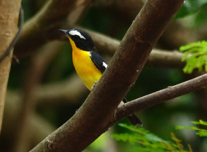 yellow-rumped-flycatcher2