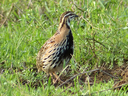 rain-quail
