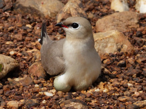 small-pratincole3