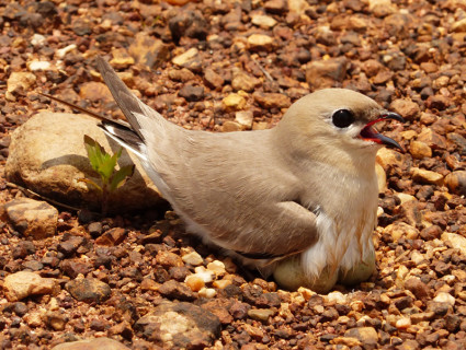 small-pratincole4