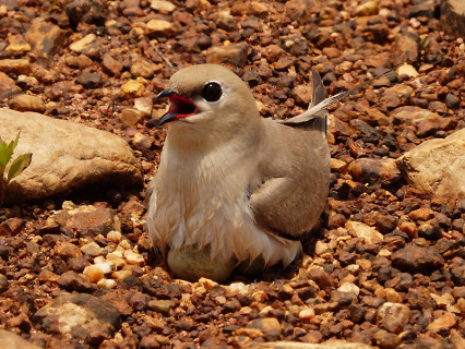 small-pratincole5