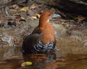 slaty-legged-crake3