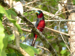 black-and-red-broadbill4