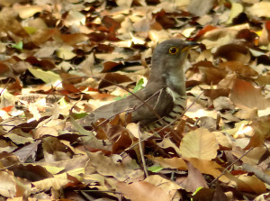 indian-cuckoo4