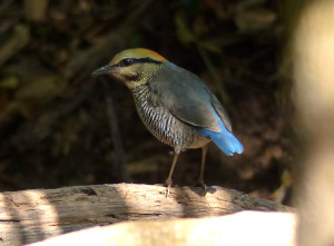 blue-pitta3