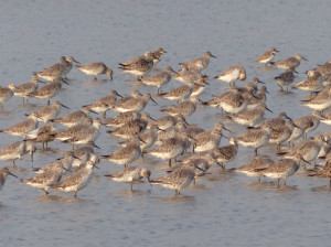 great-knot-flock