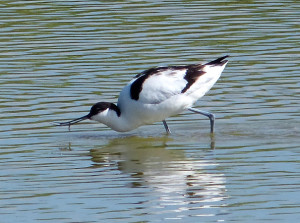 Avocet2