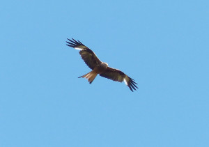 Red-kite