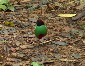 hooded-pitta2