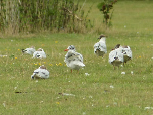 mediterranean-gull