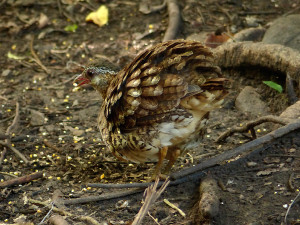 scaly-breasted-partridge3