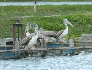 spot-billed-pelican3
