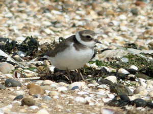 common-ringed-plover2