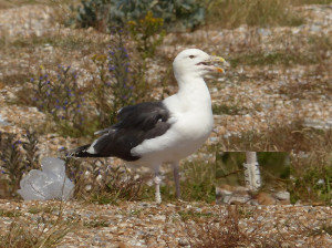 great-black-backed-gull3