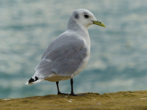 kittiwake2