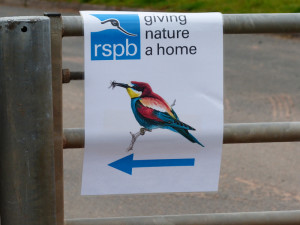 rspb-bee-eaters