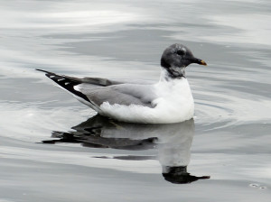 Sabine's Gull