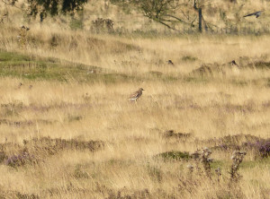 stone-curlew