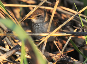 baikal-bush-warbler