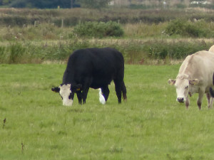 cattle-egret