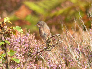 dartford-warbler2