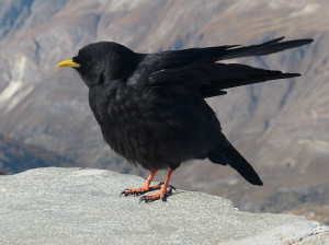 alpine-chough2