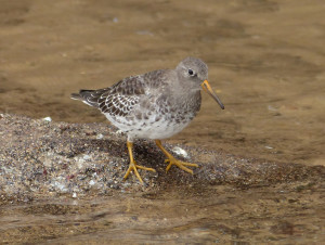 purple-sandpiper5