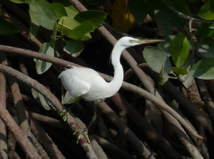 chinese-egret8