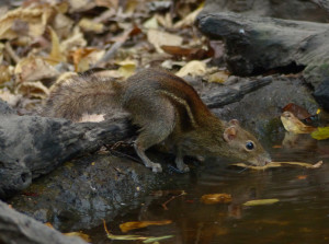 indochinese-ground-squirrel2