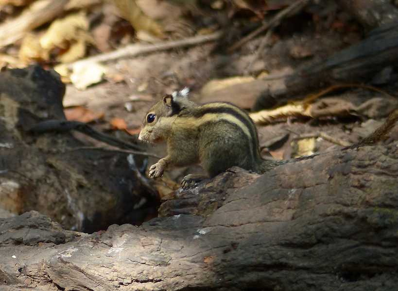 striped squirrel