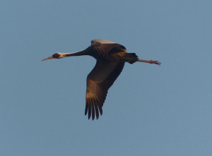 white-naped-crane2