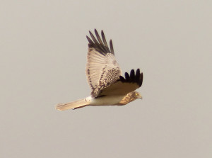 eastern-marsh-harrier3