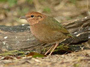 rusty-naped-pitta8