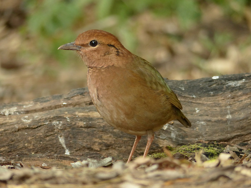 rusty-naped-pitta9