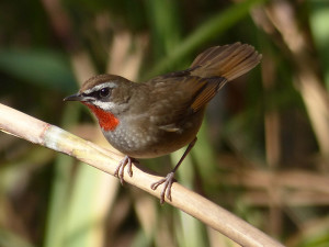 siberian-rubythroat6