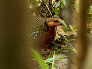 chestnut-headed-partridge